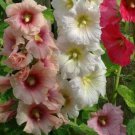 seeds hollyhock flower 30 summer carnival mix herb perennial