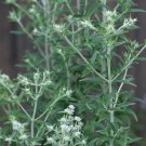 650 seeds mountain mint pycnanthemum pilosum
