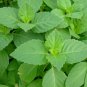 seeds tulsi basil 200 green leaf holy vegetable herb garden