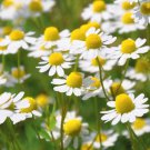 seeds german chamomile 2500 herb medicinal fragrant groundcover annual