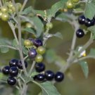 seeds 100 fresh premium hierba mora macuy (nightshade) solanum nigrum