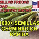 1000 semillas de recao, culantro ancho, alcapate | alta calidad natural