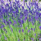 seeds lavender 100 herbs perennial garden plants aroma culinary