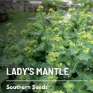 50 seeds lady's mantle - irish silk medicinal herb non-gmo