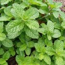 seeds organic 500 mint peppermint herb non-gmo heirloom vegetable rau húng lủi