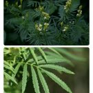 seeds 20 huacatay black mint peruvian medicinal & culinary herb tagetes minuta