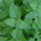 seeds 20 catnip herb  seeds) seller