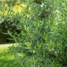 french tarragon plant plug (artemisia dracunculus) – classic herb for savory dis