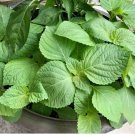 100 seeds shiso (perilla frutescens) beefsteak herb japanese basil 11/24 harvest