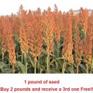 1 seeds pound sorghum rox orange syrup cane non-gmo heirloom.