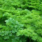 50 triple curled parsley seeds, non-gmo, organically grown, vegetable, heirloom