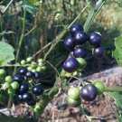 100 seeds garden wonderberry (solanum burbankii) organically grown, qty