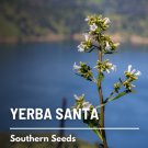 seeds yerba santa - heirloom medicinal herb (eriodictyon californicum)