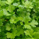 500 seeds parsley italian giant herb container garden edible culinary non-gmo