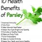 500 forest green parsley- open pollinated-non gmo
