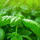 200 organic sweet basil seeds/non-gmo/herb/plant/gardening/fast growing