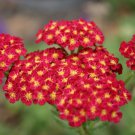 1000 red yarrow flower seed milfoil perennial native wildflower medicinal herb