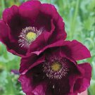 5,000 heirloom organic lauren's grape papavaer somniferum poppy seeds. non-gmo