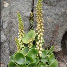 seeds umbilicus rupestris wall pennywort
