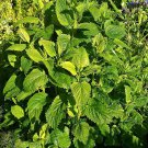 500 seeds lemon balm - melissa officinalis medicinal herb non-gmo