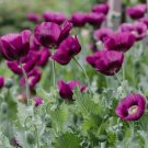 2,000 heirloom organic lauren's grape papavaer somniferum poppy seeds. non-gmo