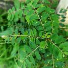 seeds 50 shanka piedra (phyllanthus niruuri) organic stonebreaker herb 12/