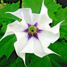 seeds datura stramonium jamestown strain jimsonweed thornapple ~35 refrigerated