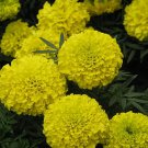 100 seeds tall marigold tagetes erecta multicolor garden flowers easy grow mix