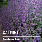 seeds catmint - heirloom medicinal herb attract cats (nepeta mussinii)