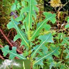 seeds 250 wild lettuce (lactuca serriola) prickly opium medicinal herb