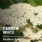 seeds yarrow, white - heirloom medicinal herb pollinator friendly