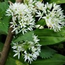 seeds 100 organic of ramsons broad-leaved wild garlic -- non-gmo from seller