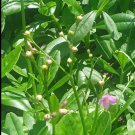 seeds 250 organic waterleaf (talinum fruticosum) spinach for planting