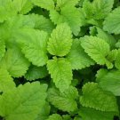 seeds lemon balm -