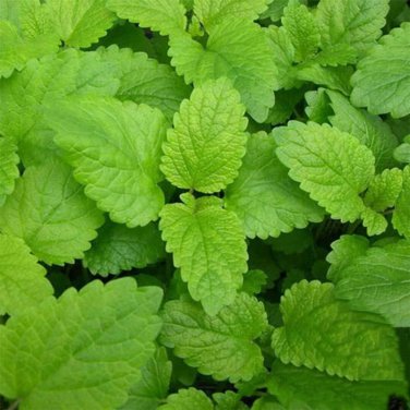 seeds lemon balm -