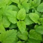 seeds lemon balm -