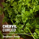 chervil, curled - french parsley culinary & medicinal herb heirloom