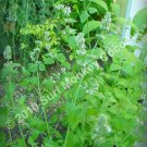 seeds killer catnip with instruction card potent pacific nw giant plant