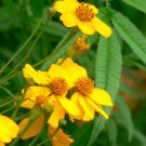 75 seeds marigold, mexican mint, herb spice groco*