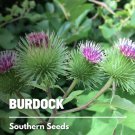 50 burdock - seeds, heirloom medicinal herb (arctium lappa)
