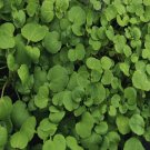seeds watercress cress | 1,000 heirloom - non-gmo