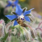 100 seeds borage blue edible herb candied flowers companion to tomatoes non-gmo