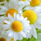 seeds german chamomile | heirloom - non-gmo herb