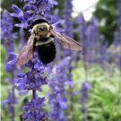 200 hyssop seeds-hyssopus officinalis -medicinal and culinary herb.