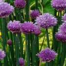 50 seeds count chive - non-gmo