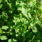 3000 seeds common thyme thymus vulgaris herb non_gmo