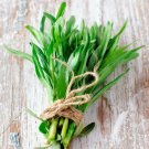 2000 seeds tarragon artemisia dracunculoides
