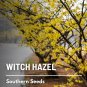 5 seeds witch hazel - medicinal fragrant yellow blooms (hamamelis virginiana)