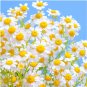 seeds 2000common german chamomile tea wild annual herb