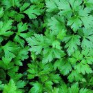 seeds parsley 1000 dark green flat leaf italian herb garden biennial plants